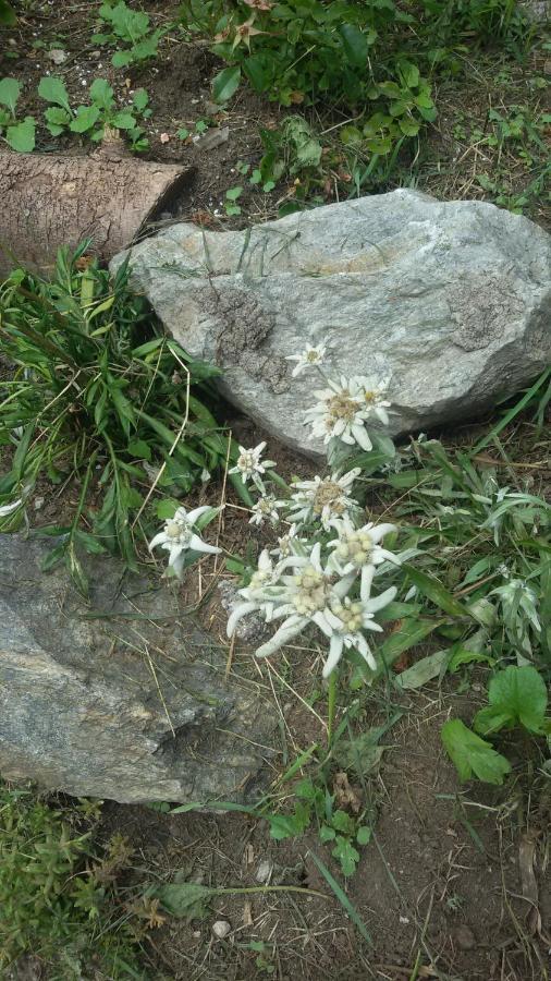 Готель Rifugio Stella Alpina Saviore dell'Adamello Екстер'єр фото